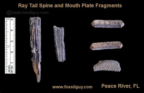 fossils venice florida to buy